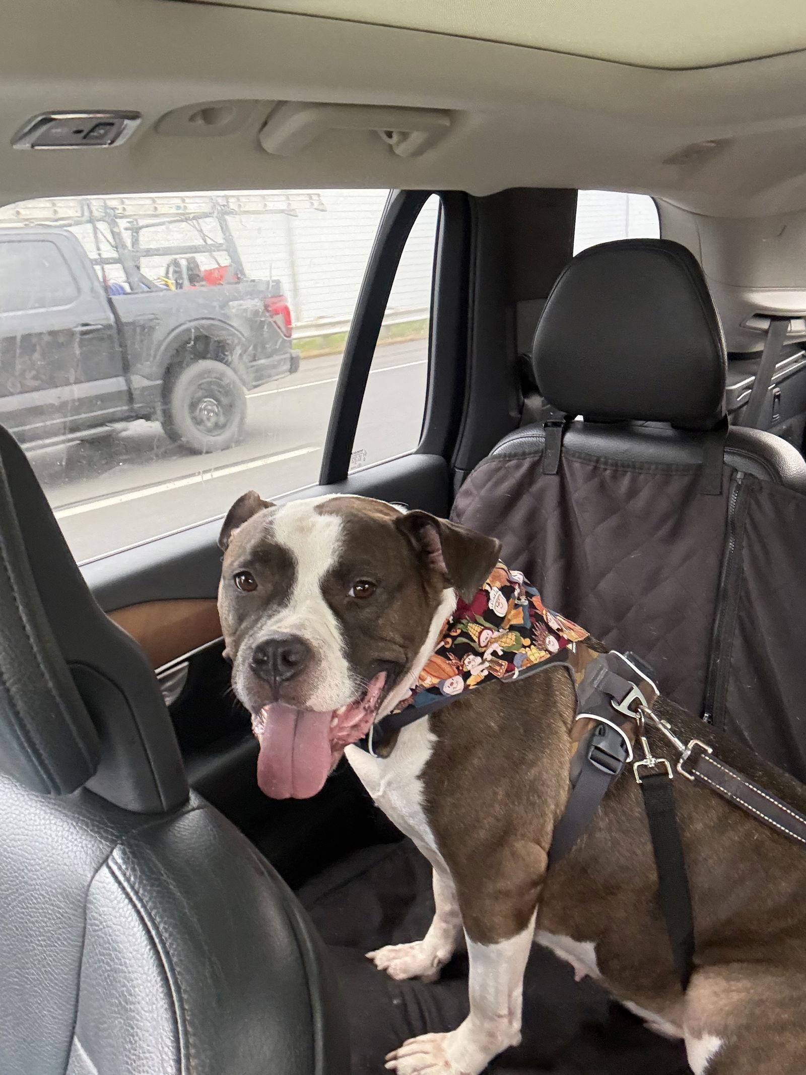 Patsy, Adoptable, Adult Female Boxer & American Bulldog.