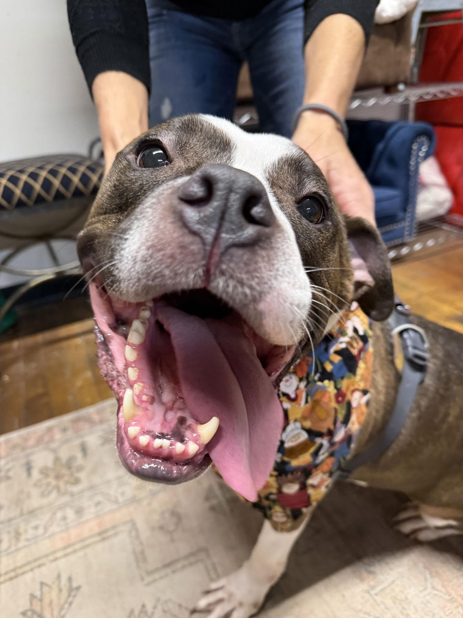 Enlarge Patsy, a Adoptable mixed breed in Strongsville, OH image 2/3