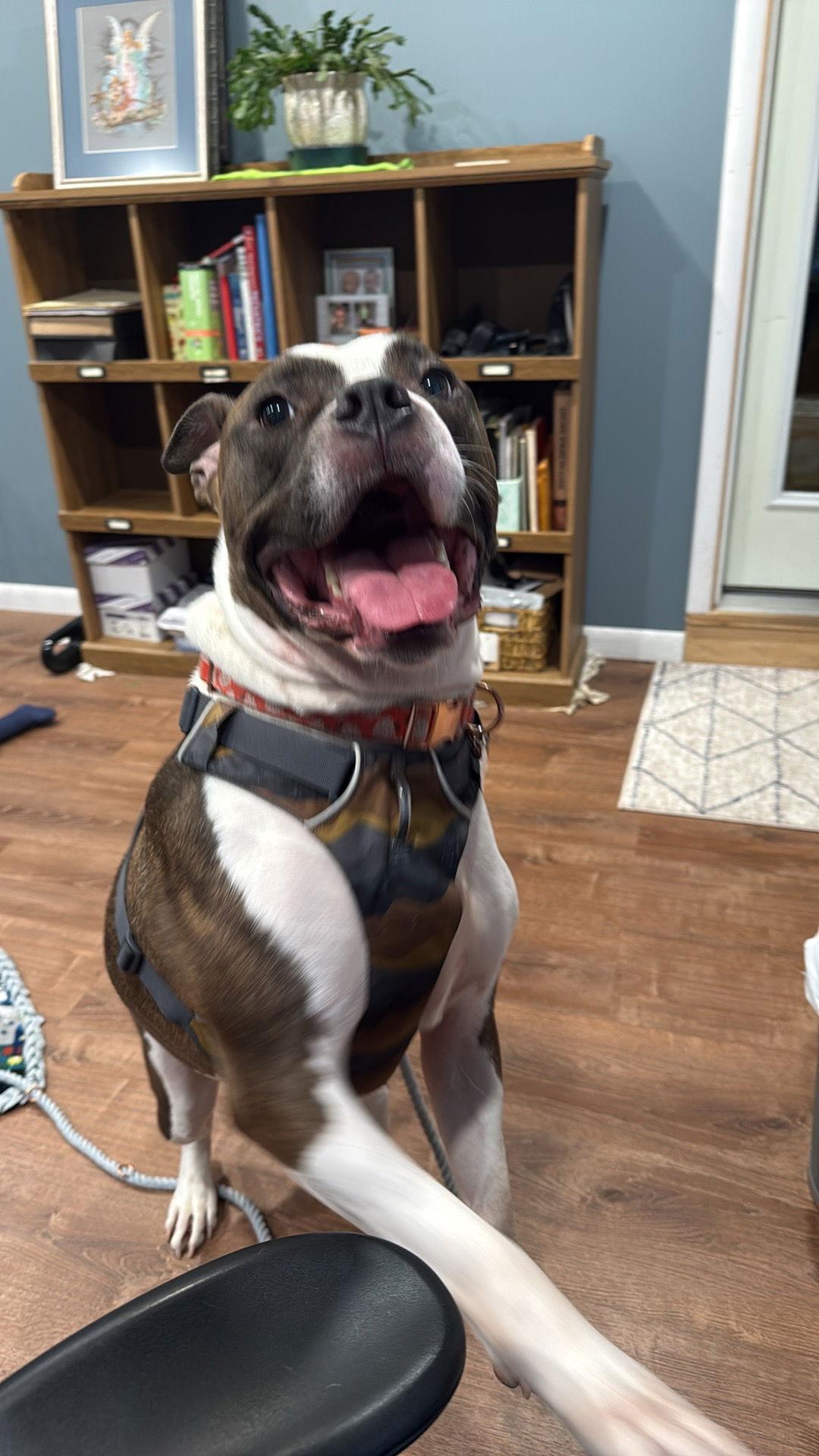 Enlarge Patsy, a Adoptable mixed breed in Strongsville, OH image 3/3