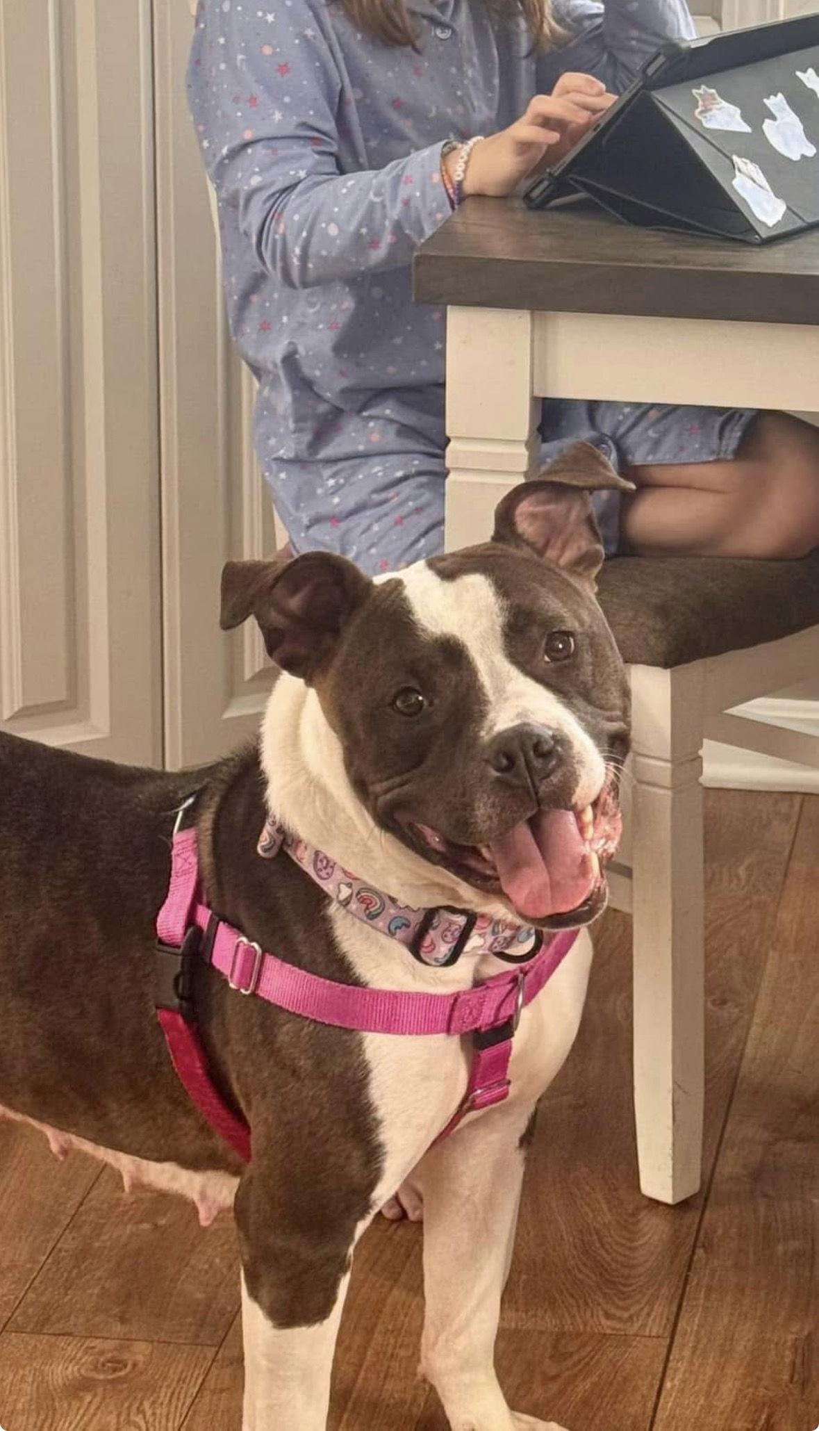 Enlarge Patsy, a Adoptable mixed breed in Strongsville, OH image 2/3