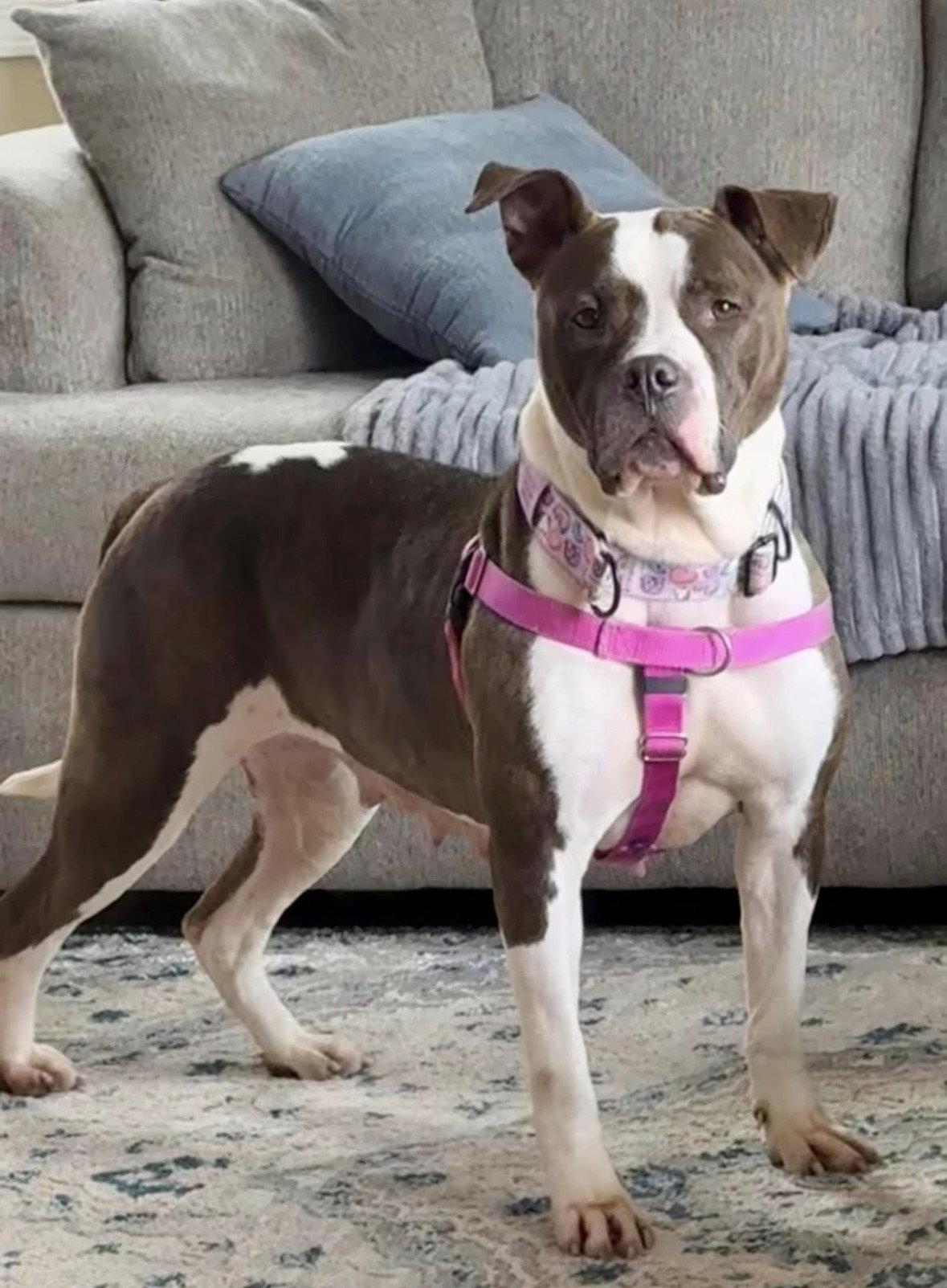 Enlarge Patsy, a Adoptable mixed breed in Strongsville, OH image 3/3