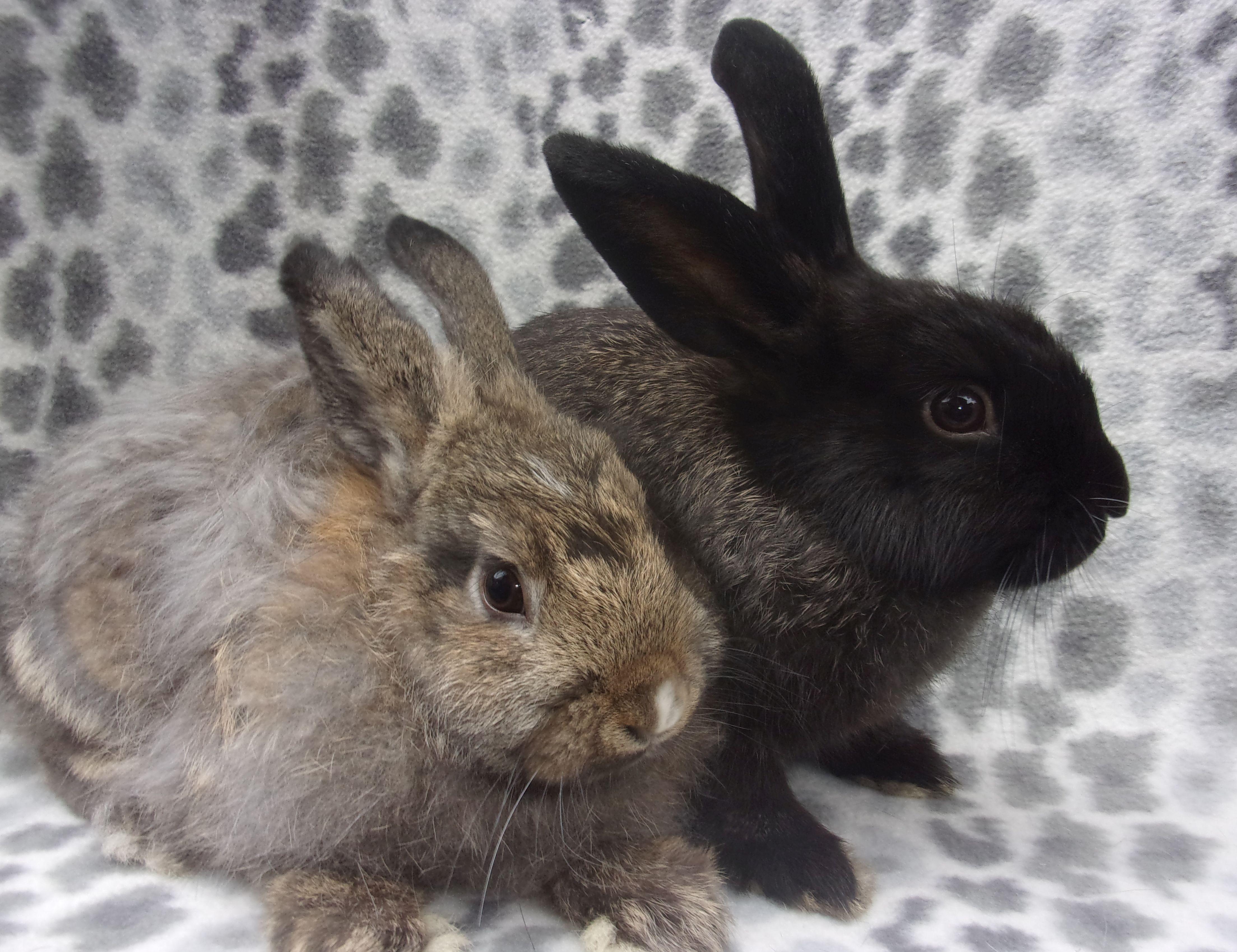 Kramer/Jerry, Adoptable, Young Male Angora Rabbit & Havana.