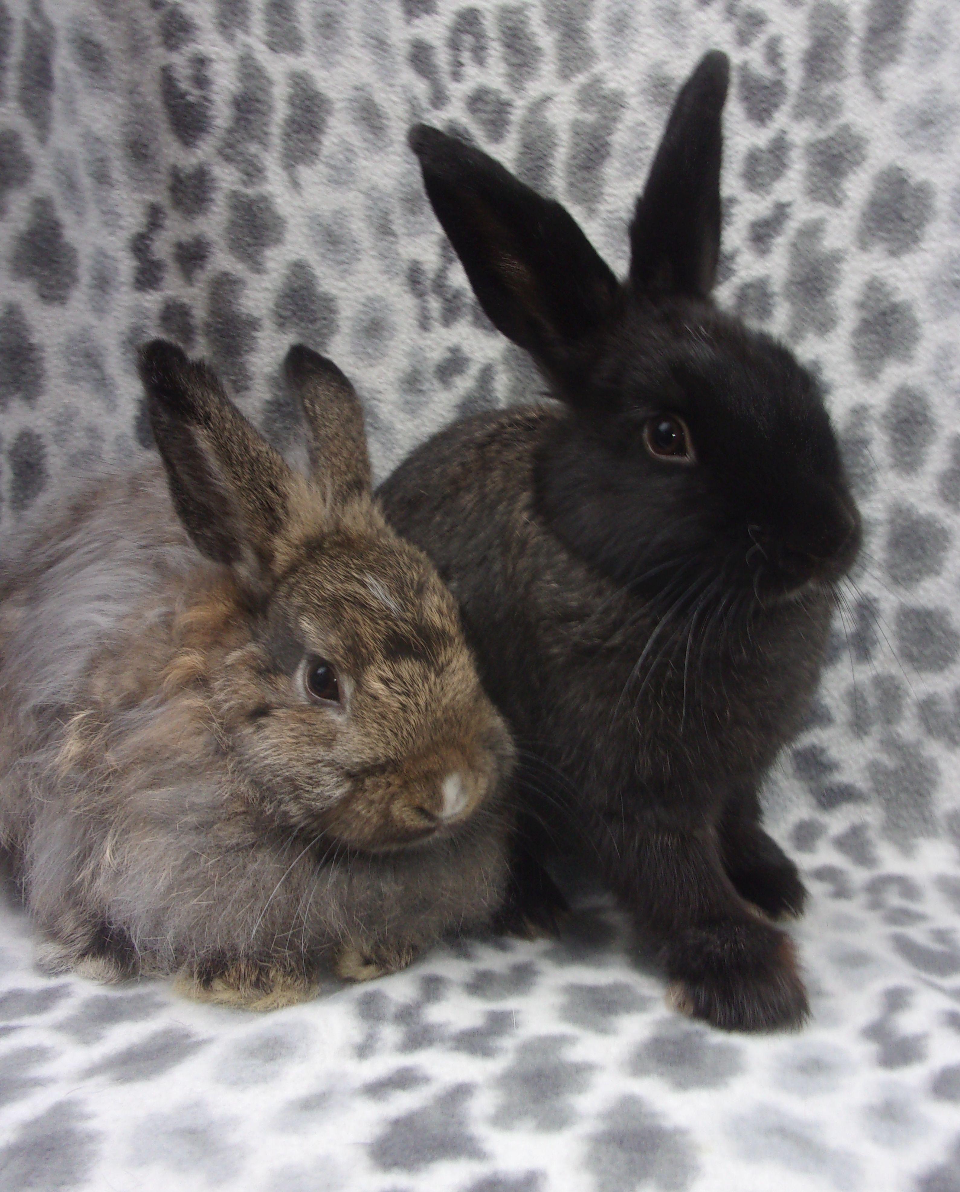 Enlarge Kramer/Jerry, a Adoptable mixed breed in Goleta, CA image 2/2