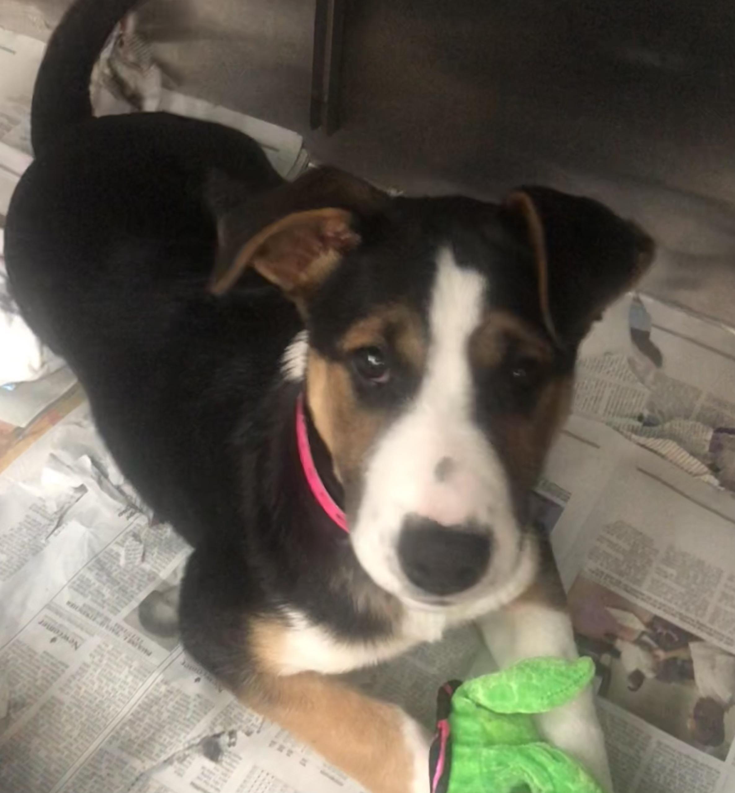 Ally, Adoptable, Puppy Female Wire Fox Terrier & Hound.