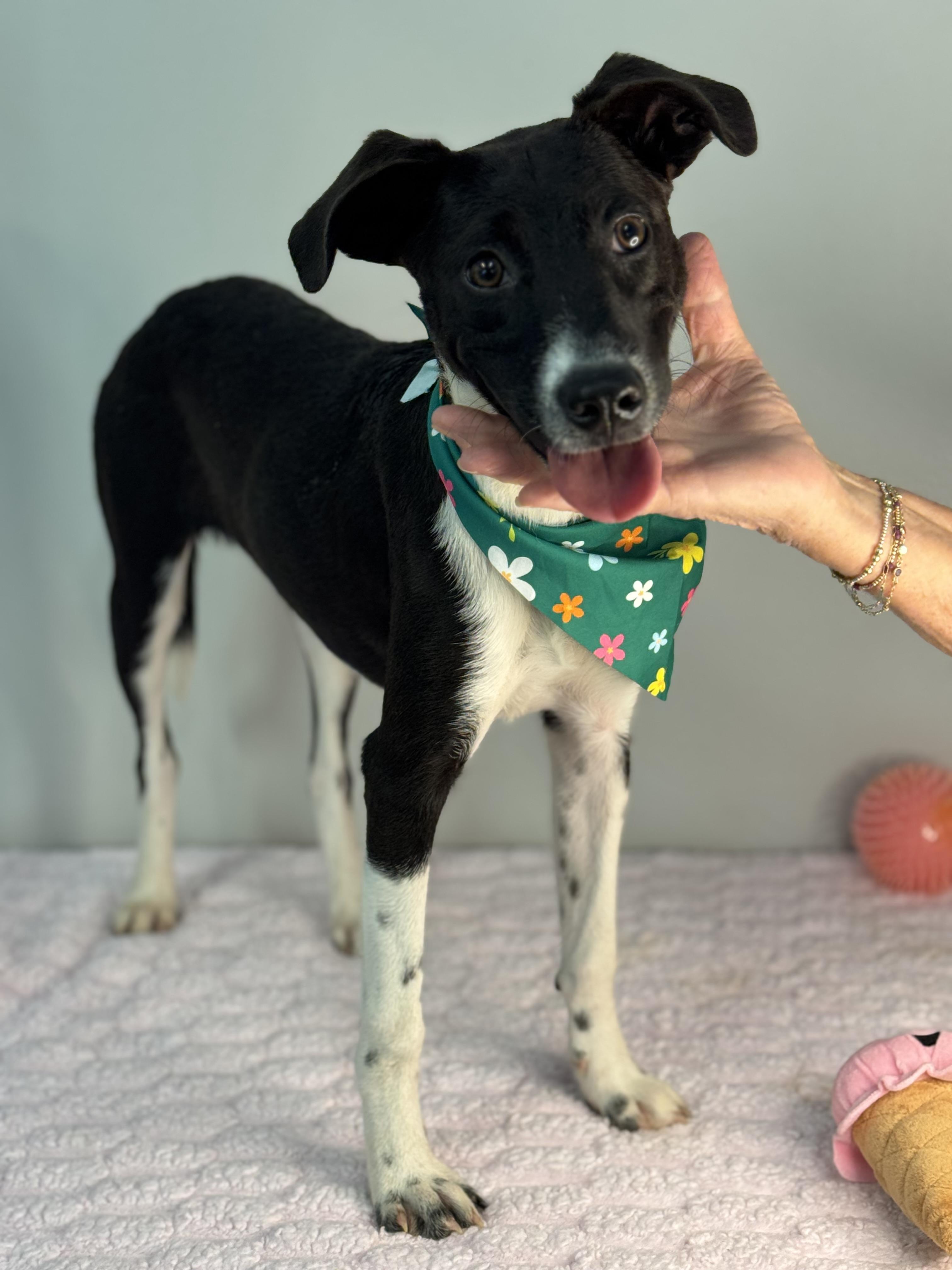 Spindle, a ADOPTABLE mixed breed in Richmond, VA image 3/6