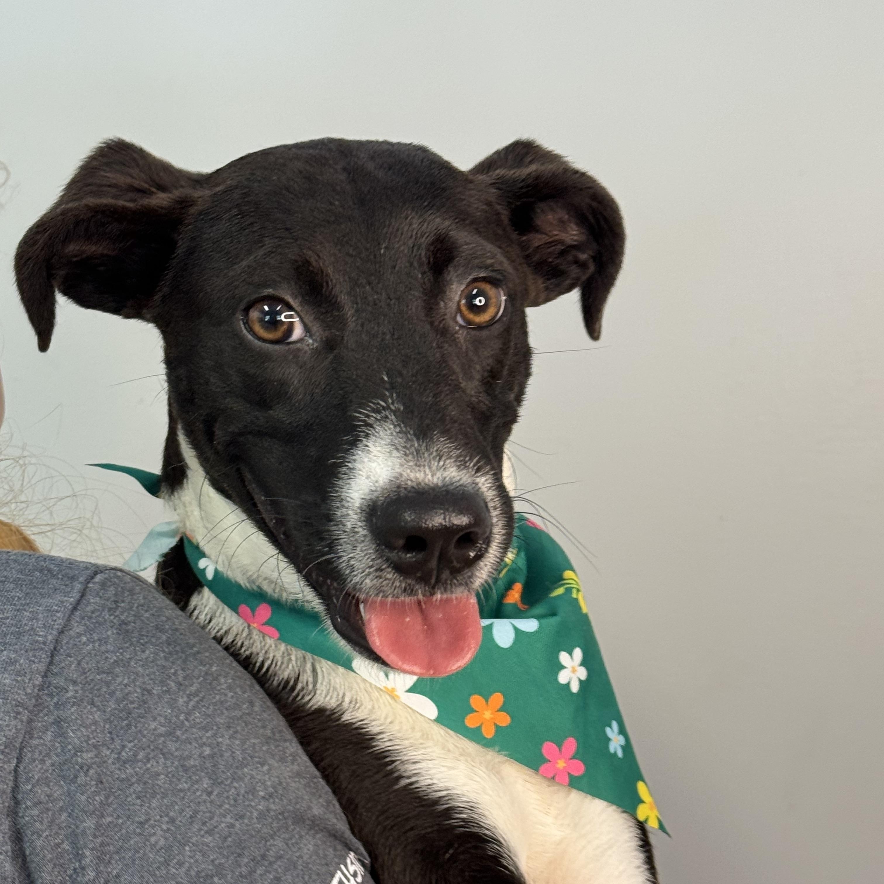 Spindle, a ADOPTABLE mixed breed in Richmond, VA image 2/6