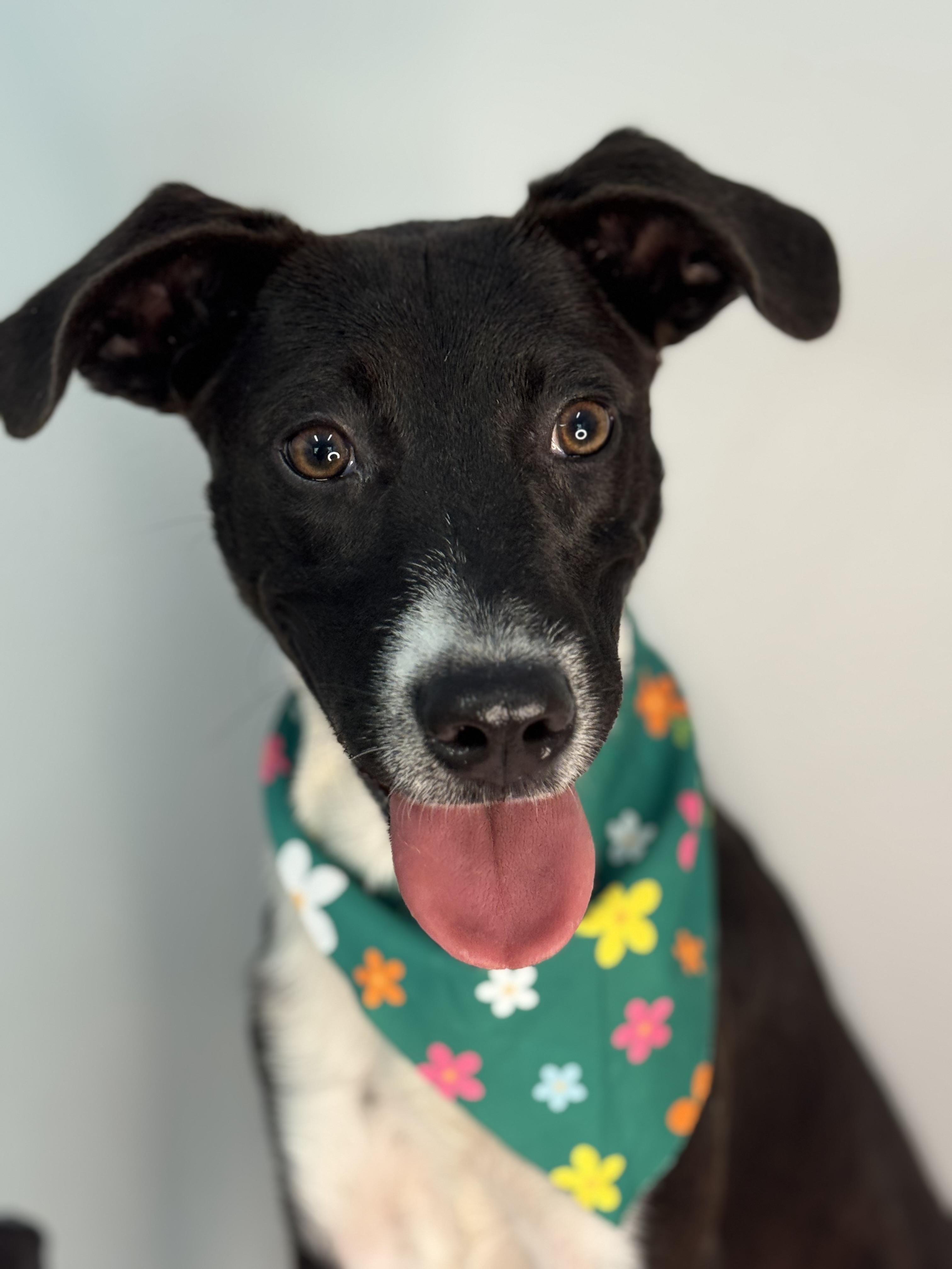 Spindle, a ADOPTABLE mixed breed in Richmond, VA image 4/6