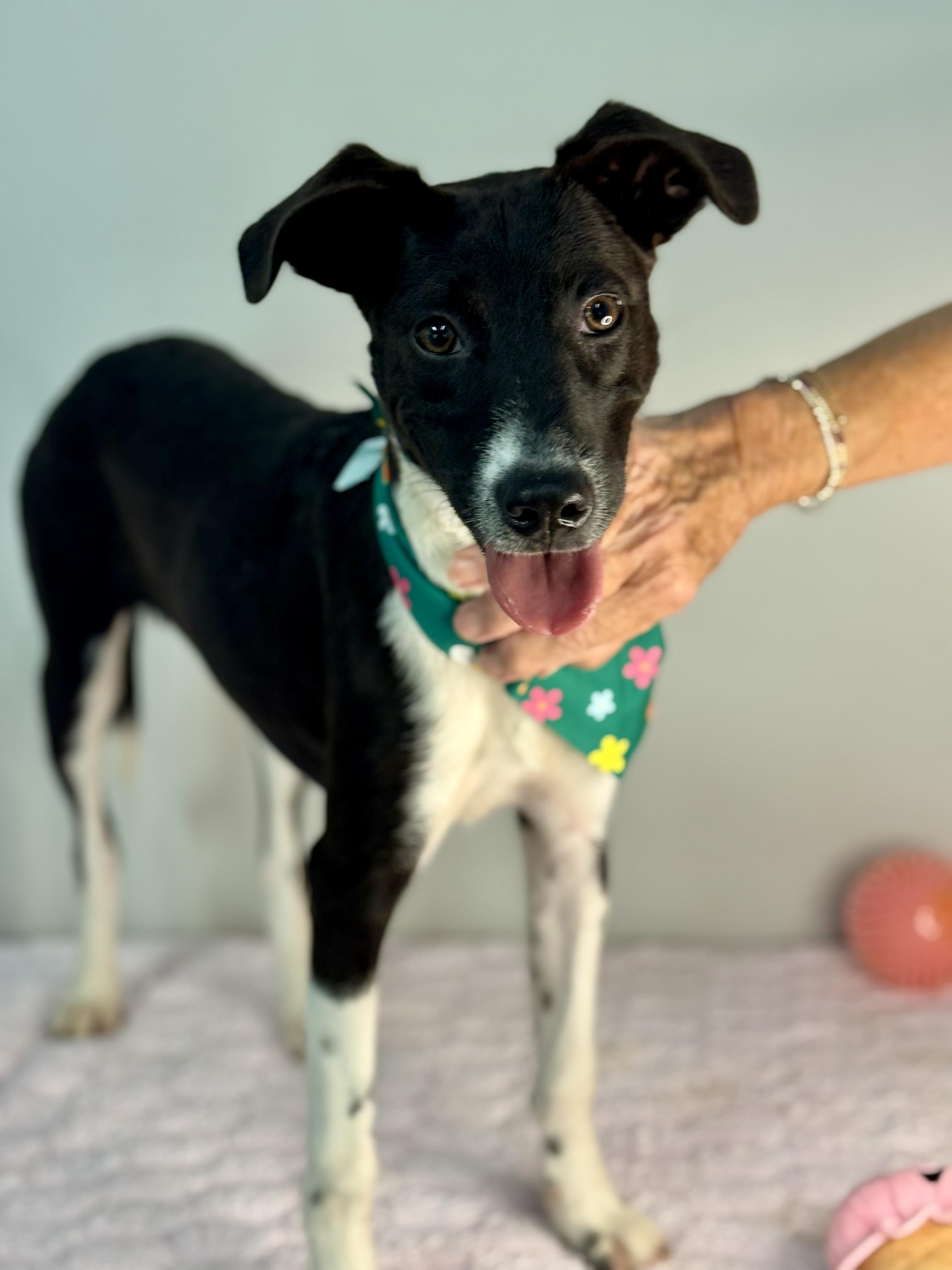 Spindle, a ADOPTABLE mixed breed in Richmond, VA image 5/6