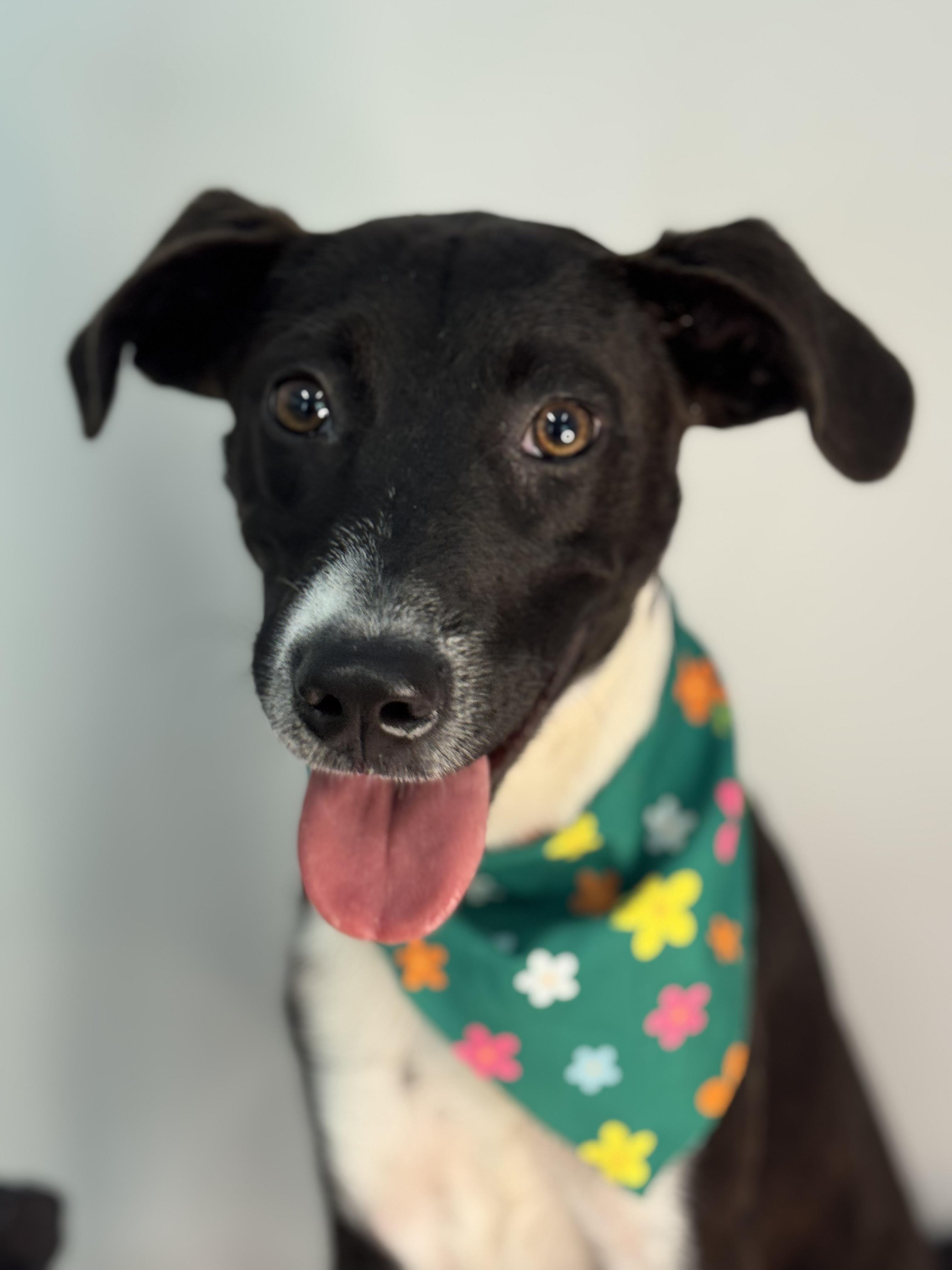 Spindle, ADOPTABLE, Young Female Terrier.