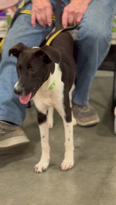 Enlarge Spindle, a ADOPTABLE mixed breed in Richmond, VA video 6/6