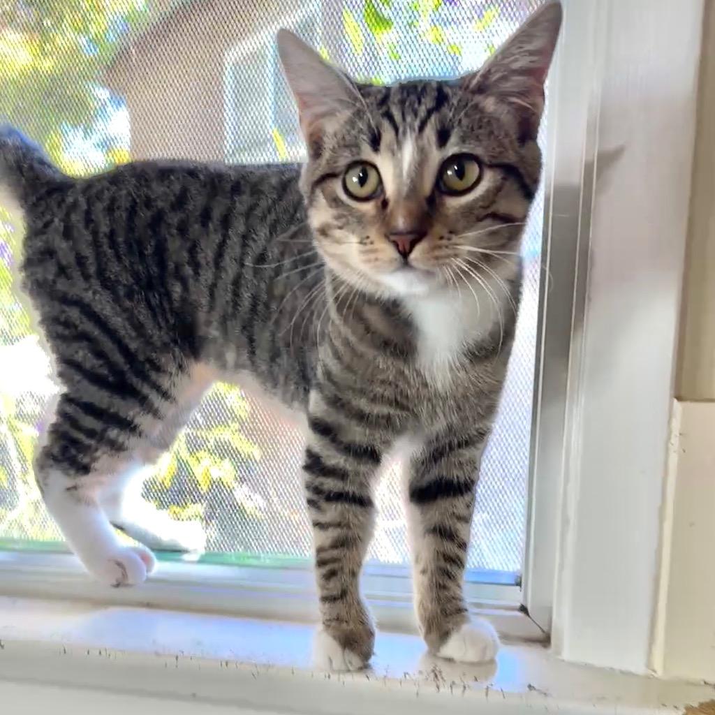 Enlarge Tiger, a Adoptable mixed breed in Cambria, CA image 4/6