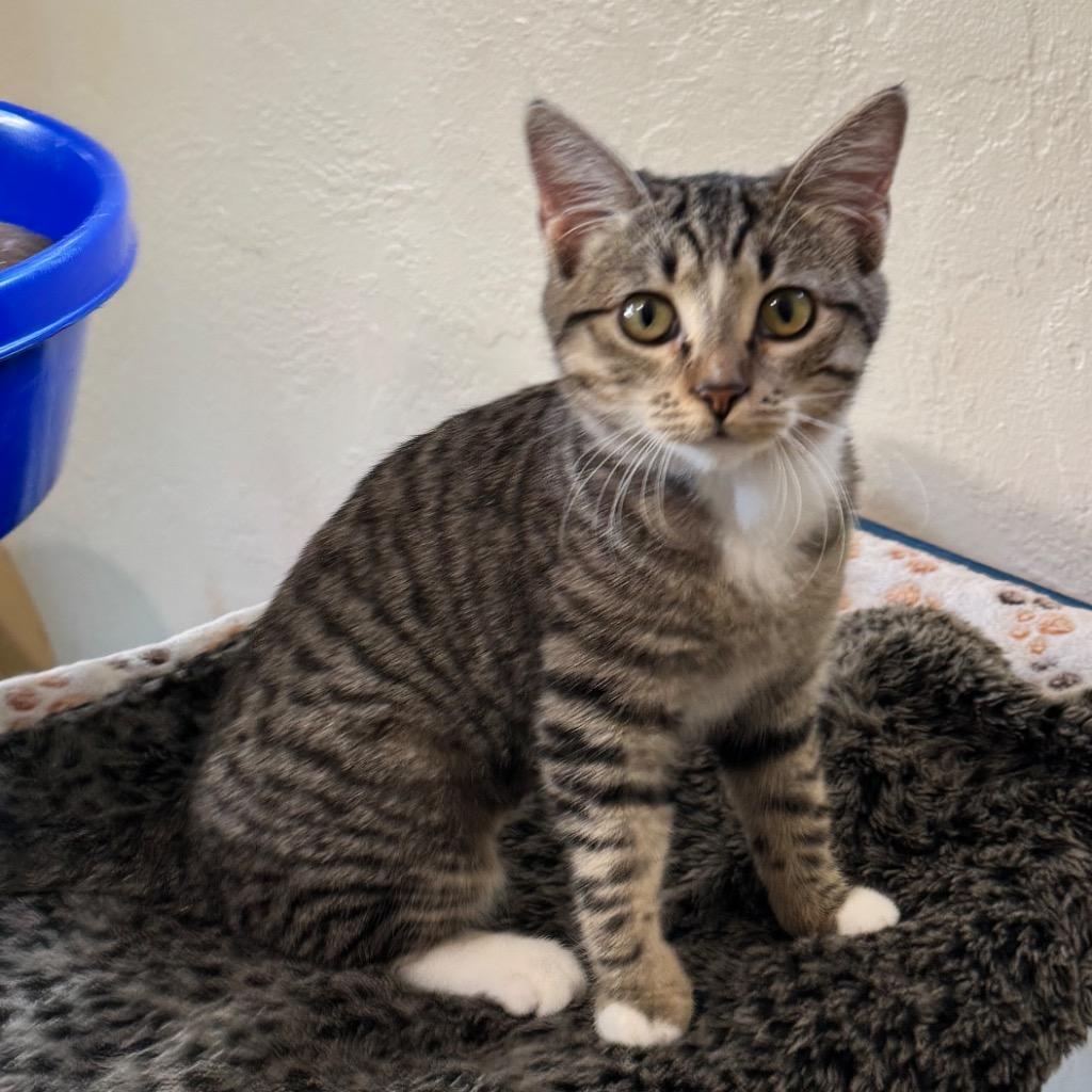Enlarge Tiger, a Adoptable mixed breed in Cambria, CA image 6/6
