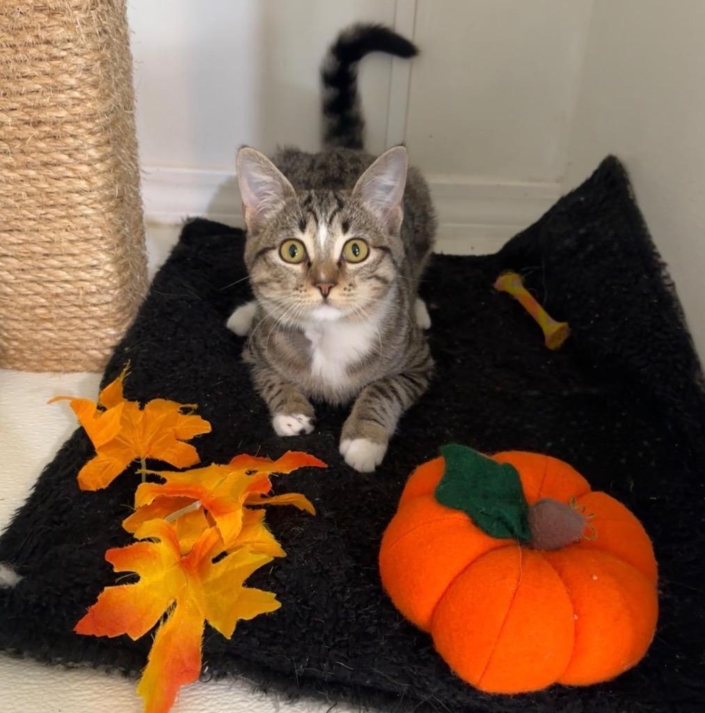 Enlarge Tiger, a Adoptable mixed breed in Cambria, CA image 1/6