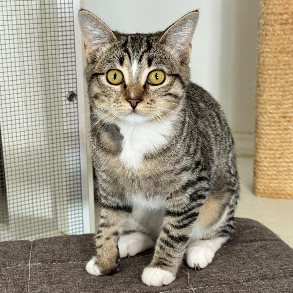 Tiger, Adoptable, Kitten Female Domestic Short Hair.