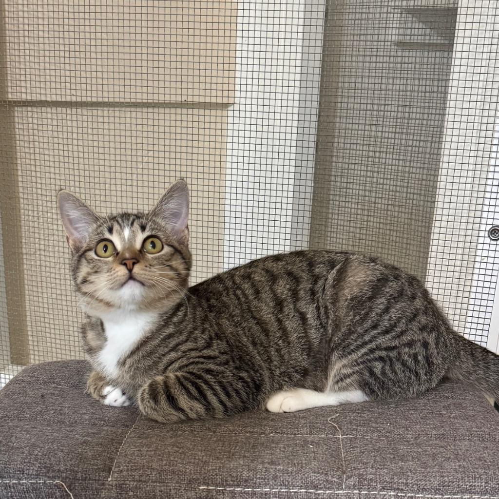 Enlarge Tiger, a Adoptable mixed breed in Cambria, CA image 5/6