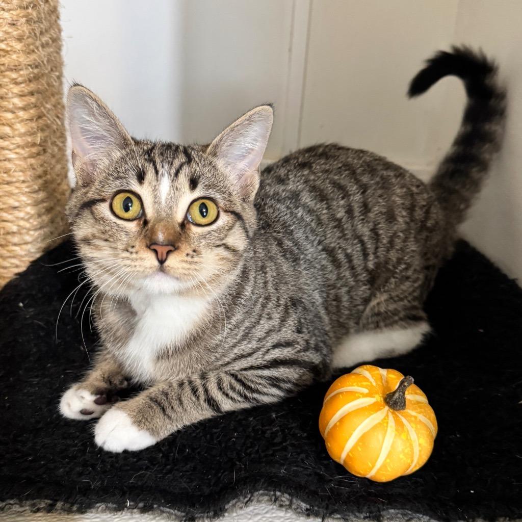 Enlarge Tiger, a Adoptable mixed breed in Cambria, CA image 2/6