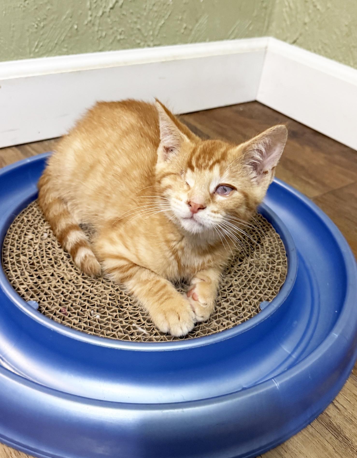 Mulligan - super affectionate one-eyed-wonder baby, ADOPTABLE, Kitten Male Tabby.