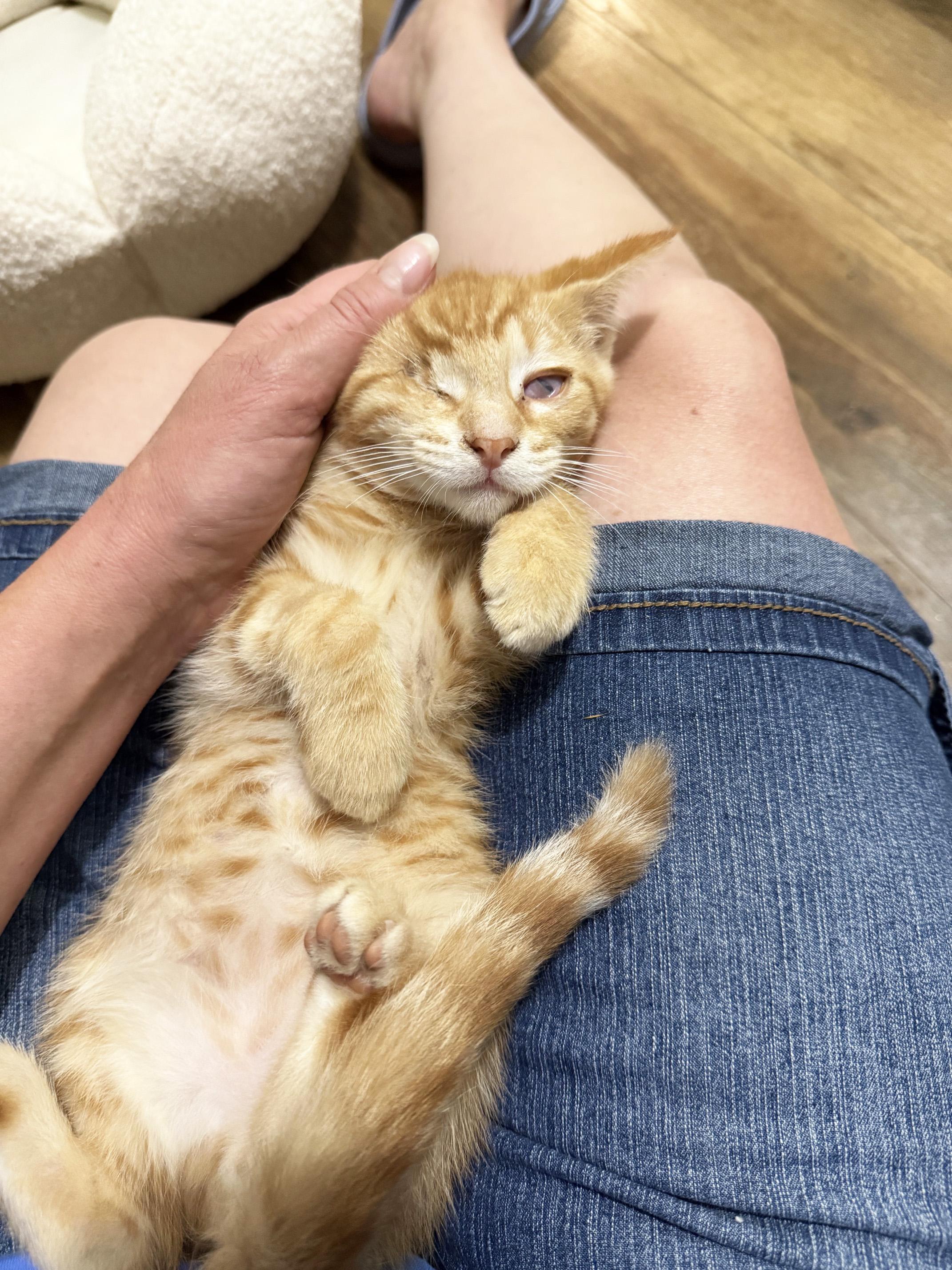 Mulligan - super affectionate one-eyed-wonder baby, a ADOPTABLE Tabby in Neenah, WI image 2/6
