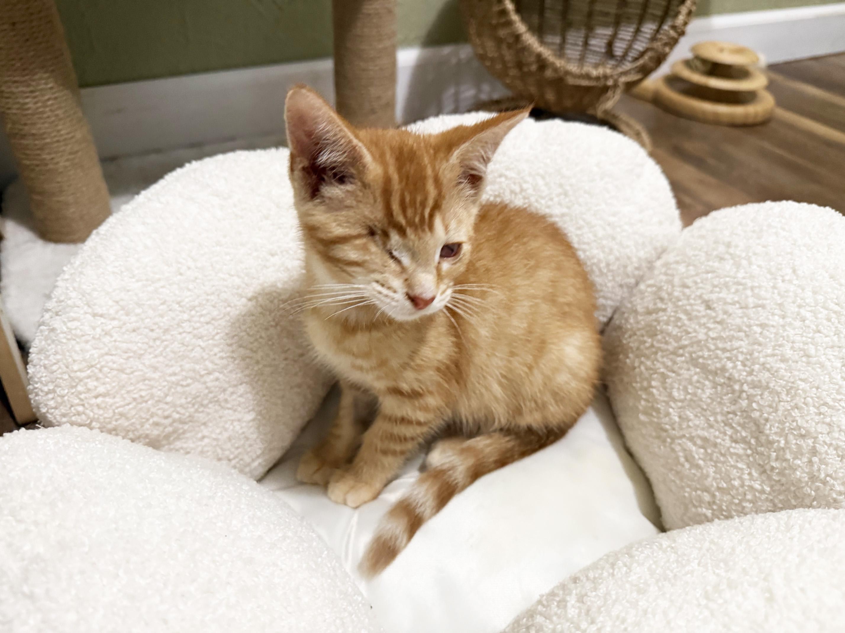 Mulligan - super affectionate one-eyed-wonder baby, a ADOPTABLE Tabby in Neenah, WI image 3/6
