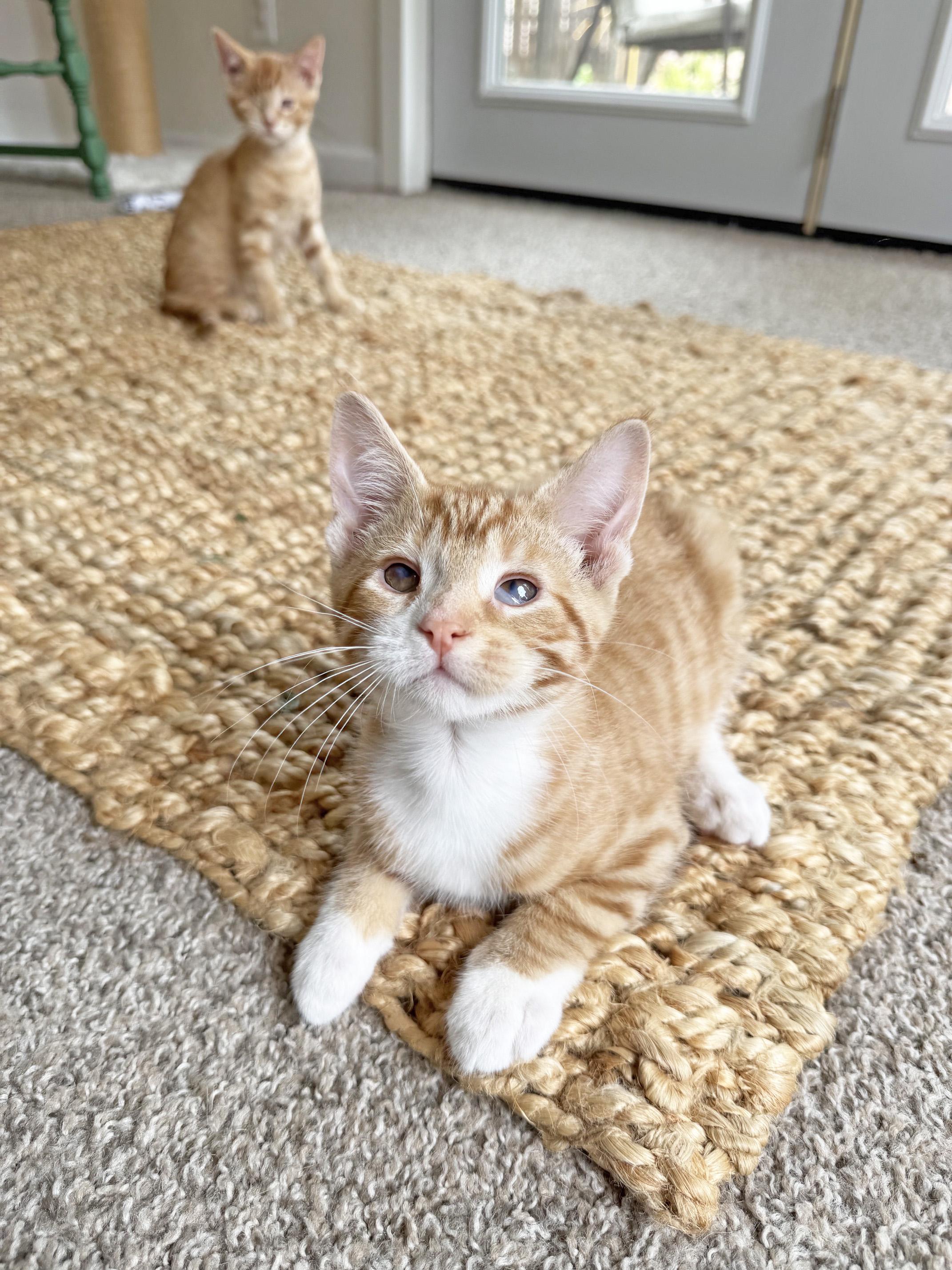 Mulligan - super affectionate one-eyed-wonder baby, a ADOPTABLE Tabby in Neenah, WI image 5/6