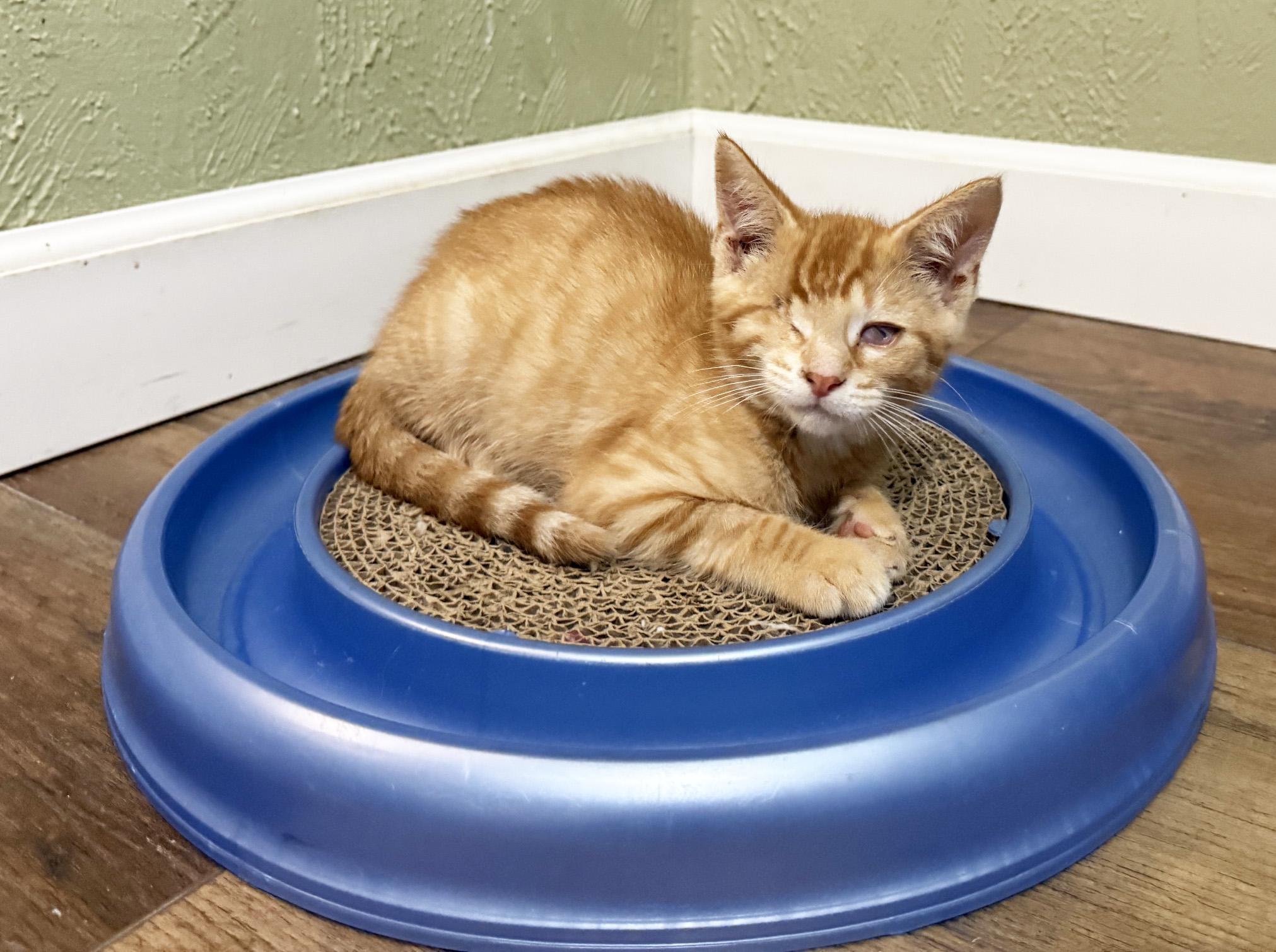Mulligan - super affectionate one-eyed-wonder baby, a ADOPTABLE Tabby in Neenah, WI image 5/6