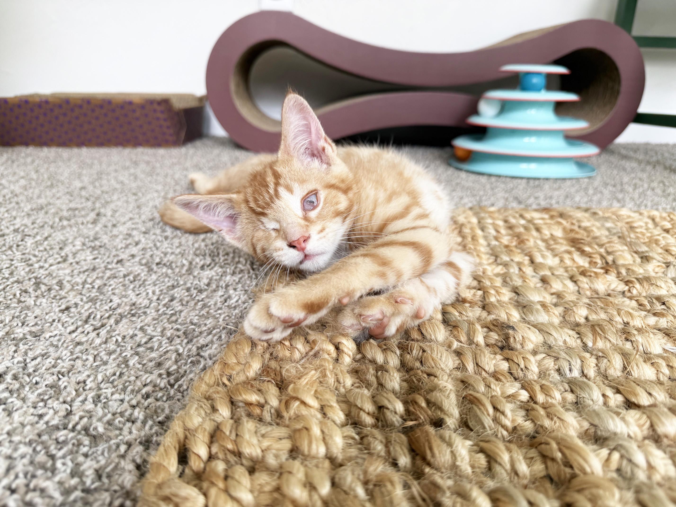 Mulligan - super affectionate one-eyed-wonder baby, a ADOPTABLE Tabby in Neenah, WI image 1/6