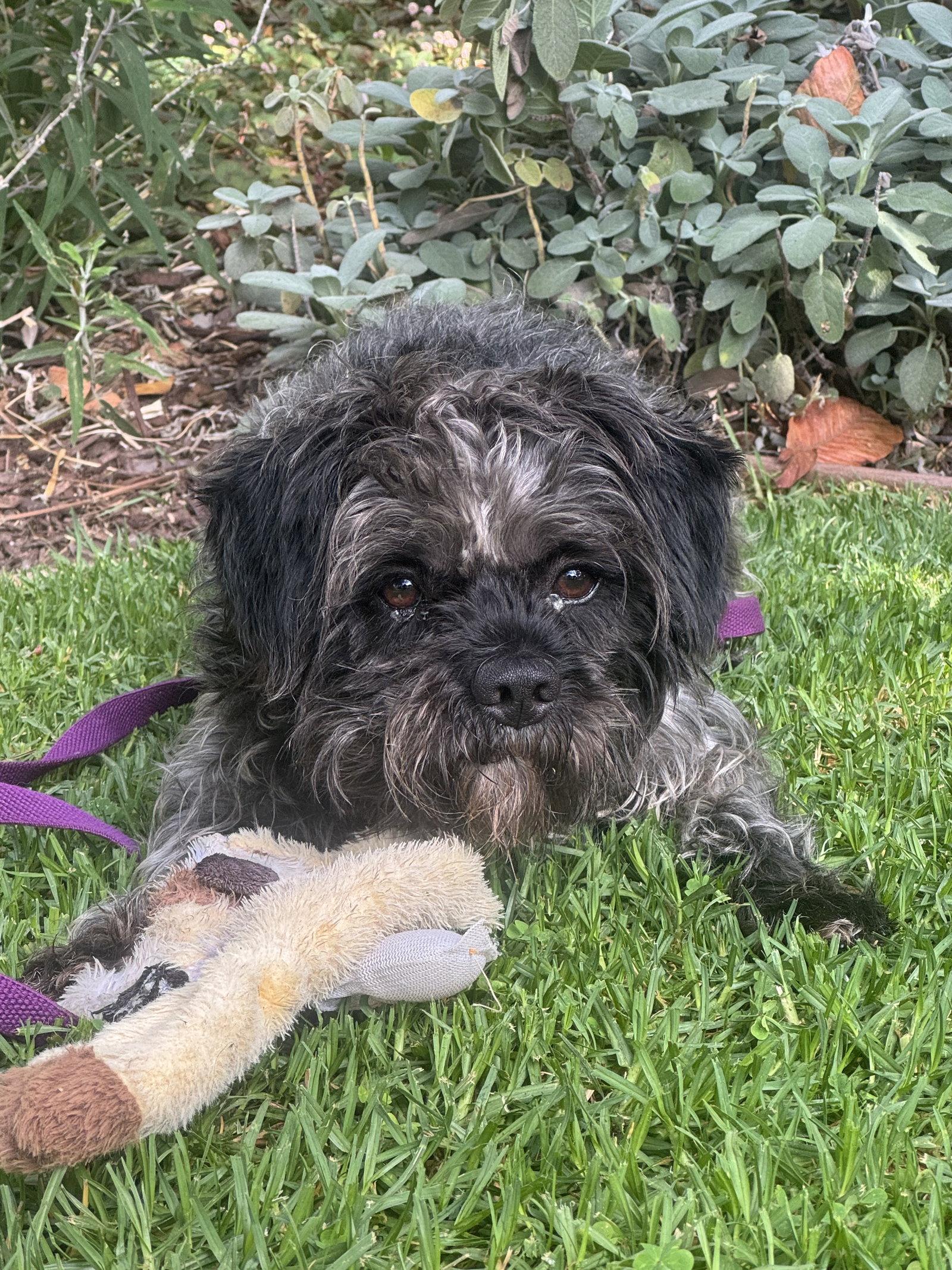 Oscar, Adoptable, Adult Male Cockapoo.
