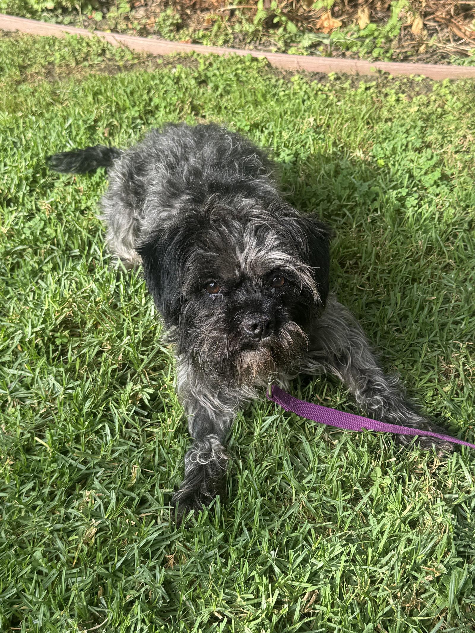 Oscar, a Adoptable Cockapoo in Orange, CA image 2/3