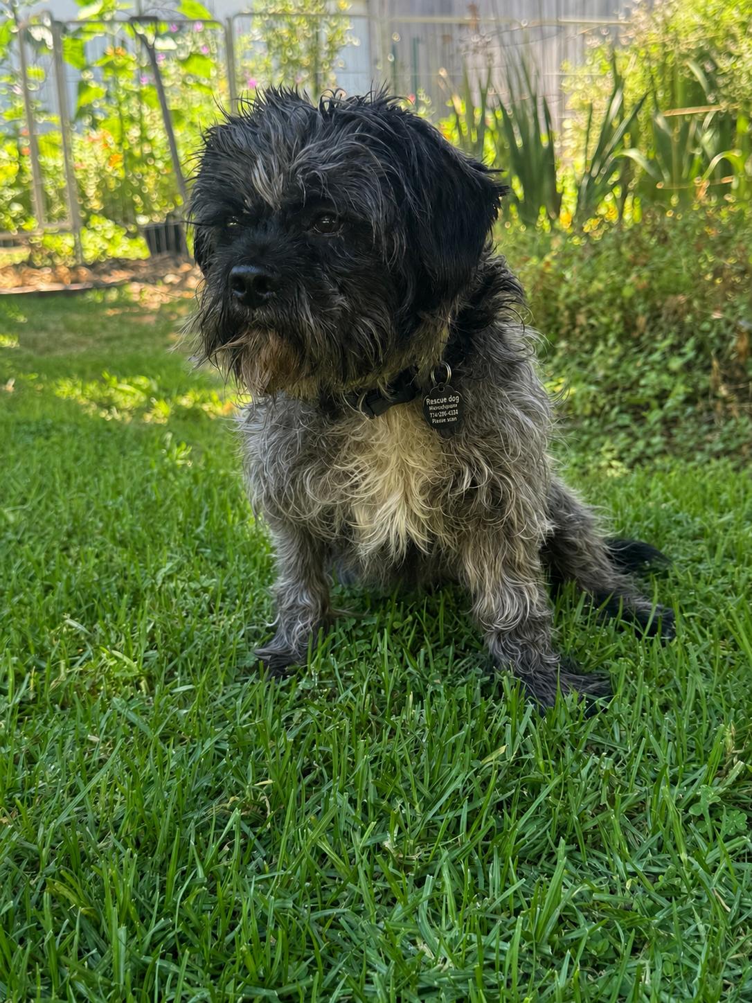 Oscar, a Adoptable Cockapoo in Orange, CA image 3/3