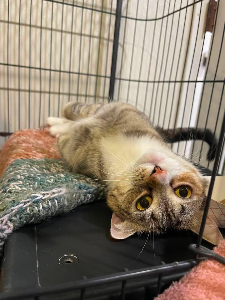 Pike, adoptable, Adult Female Domestic Short Hair & Munchkin.
