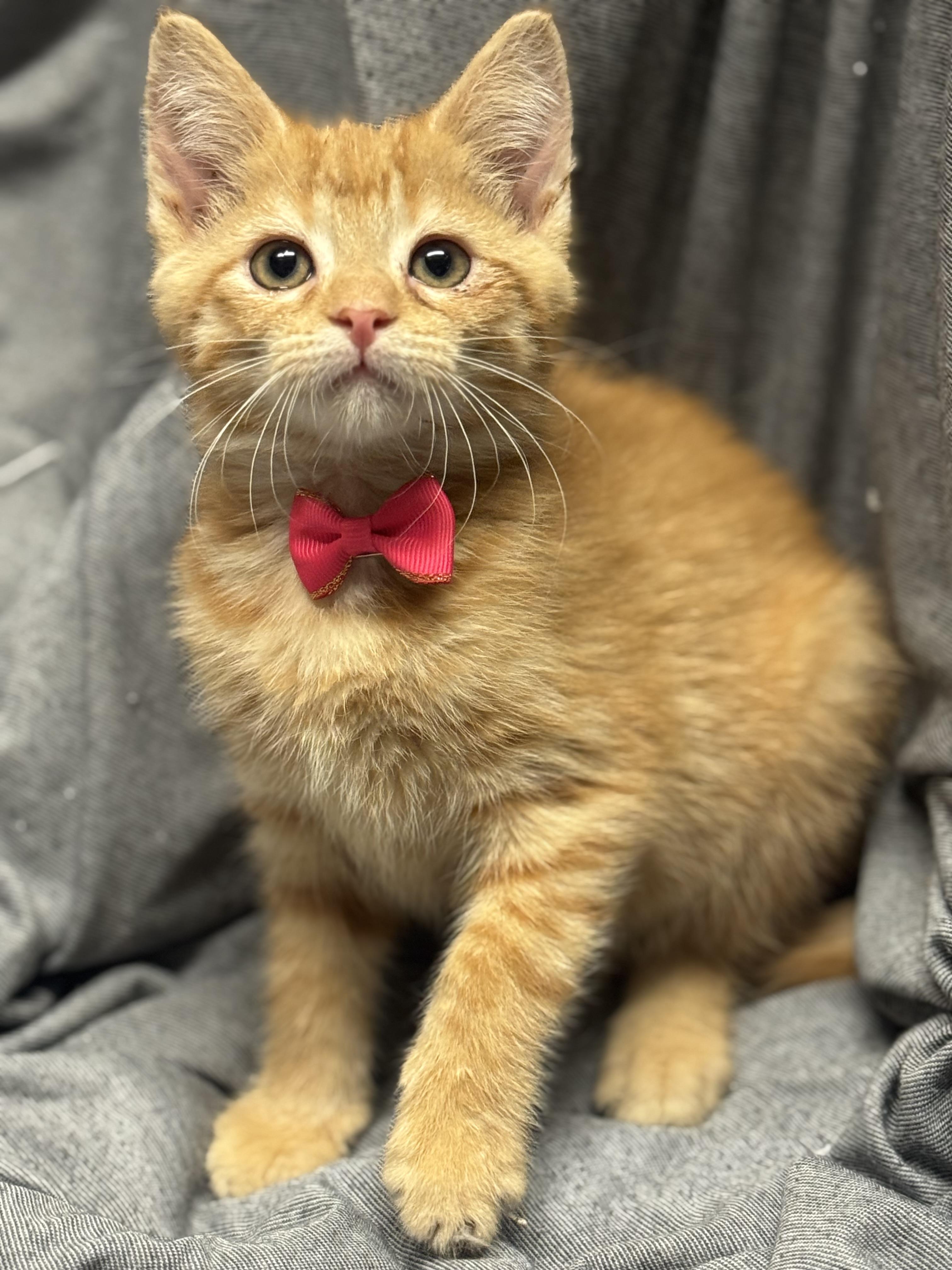 Enlarge Zucchini , a ADOPTABLE Domestic Short Hair in Fredericksburg, VA image 3/3