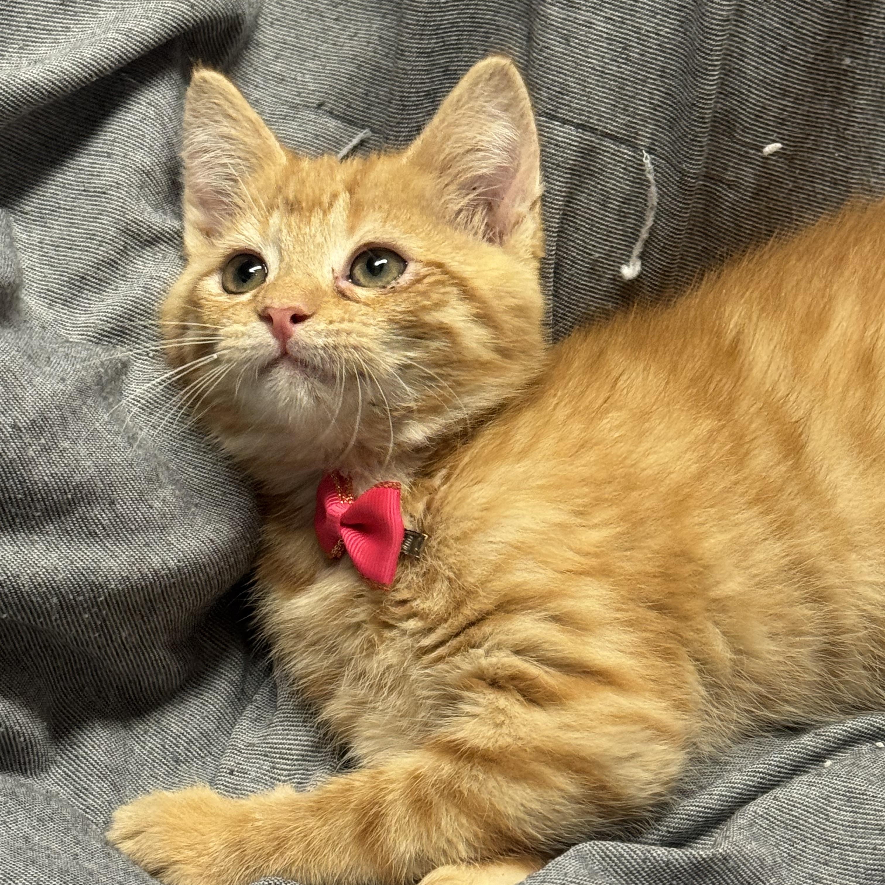 Enlarge Zucchini , a ADOPTABLE Domestic Short Hair in Fredericksburg, VA image 2/3
