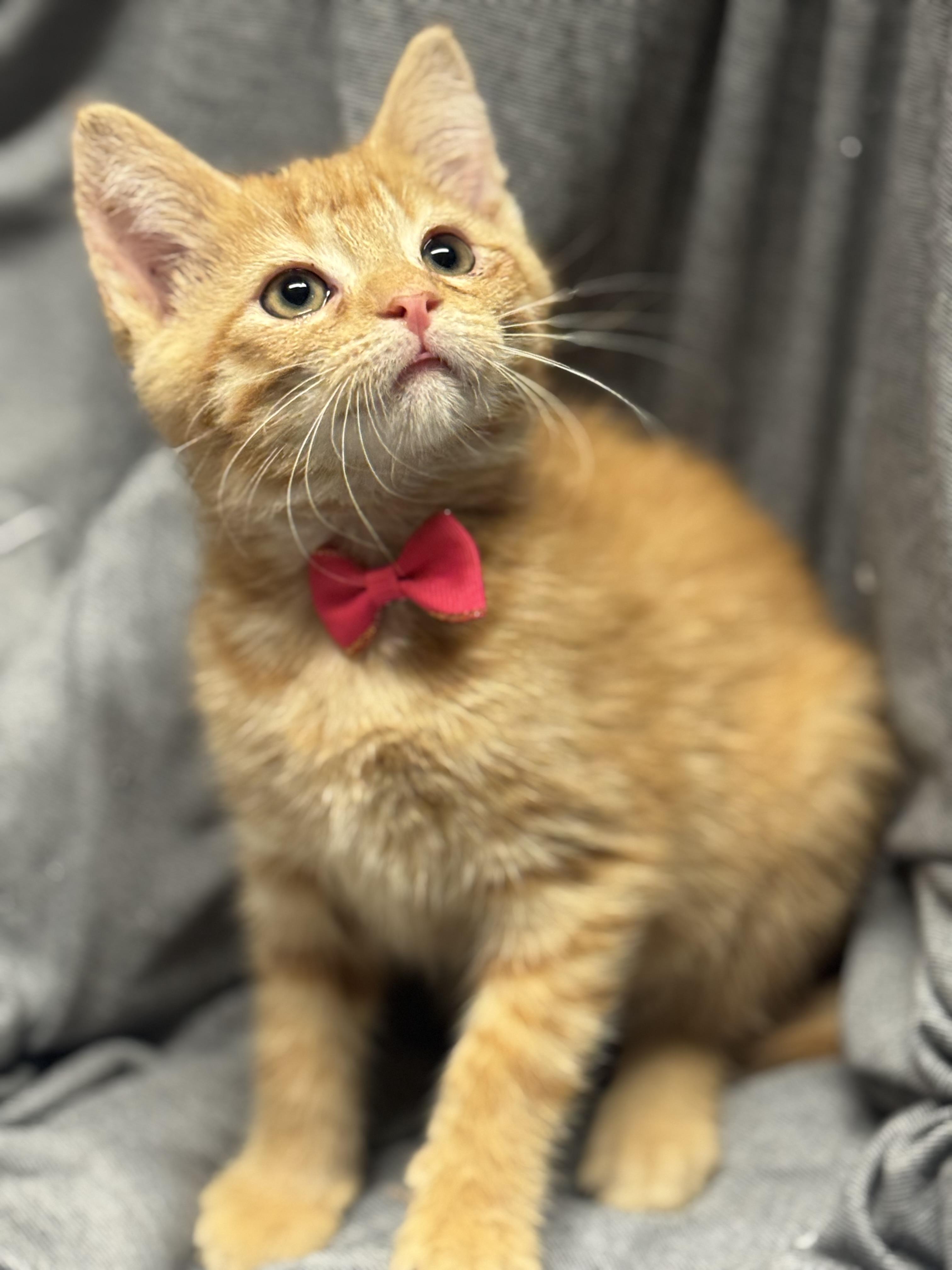 Zucchini , ADOPTABLE, Kitten Female Domestic Short Hair.