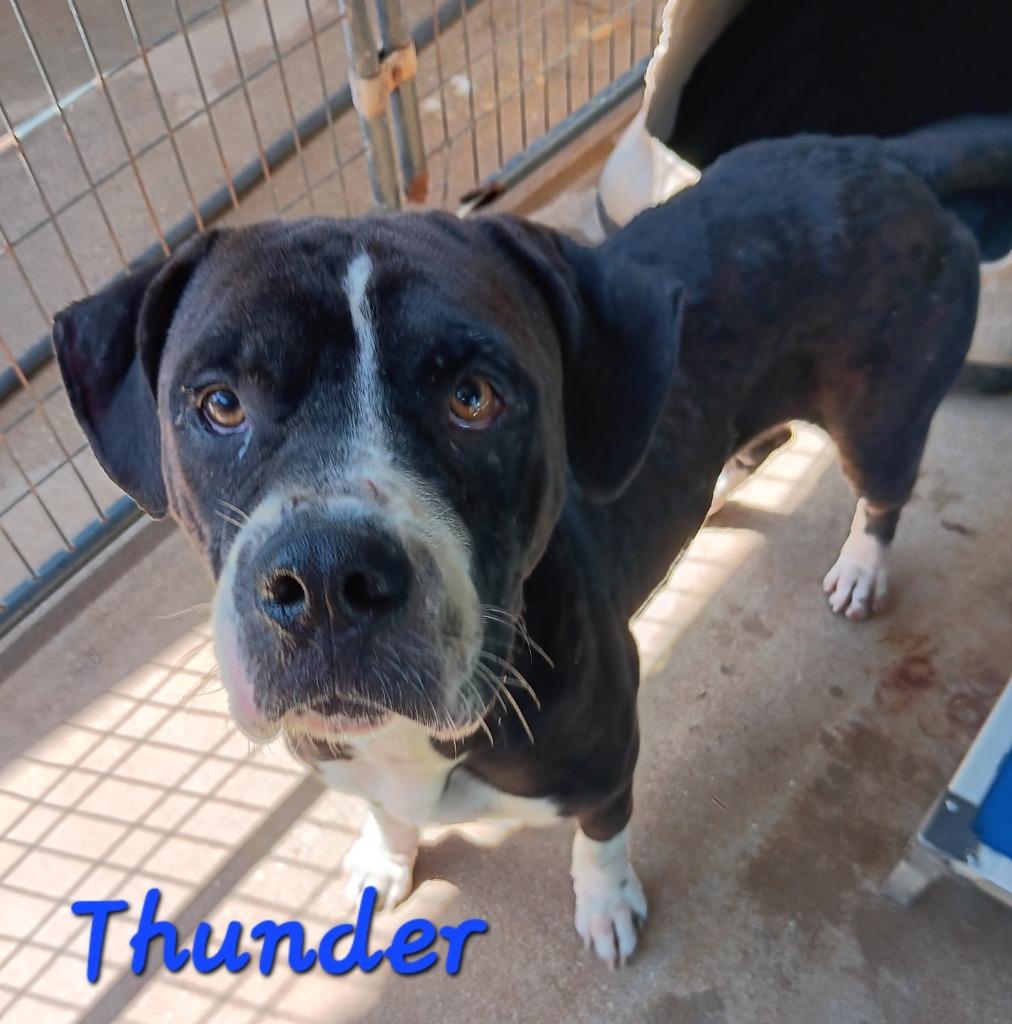 THUNDER, Adoptable, Young Male Bull Terrier.