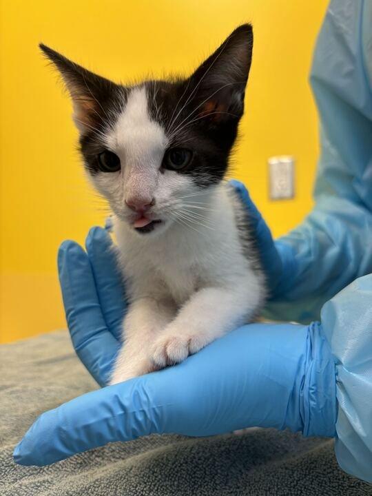 Clownfish, Adoptable, Kitten Male Domestic Short Hair.