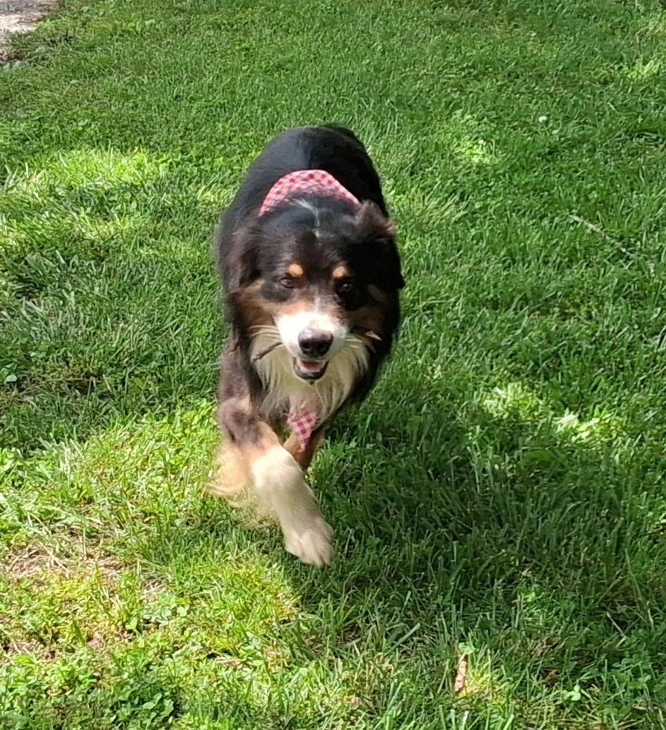 Max, a ADOPTABLE Australian Shepherd in Hillsboro, MO image 2/3