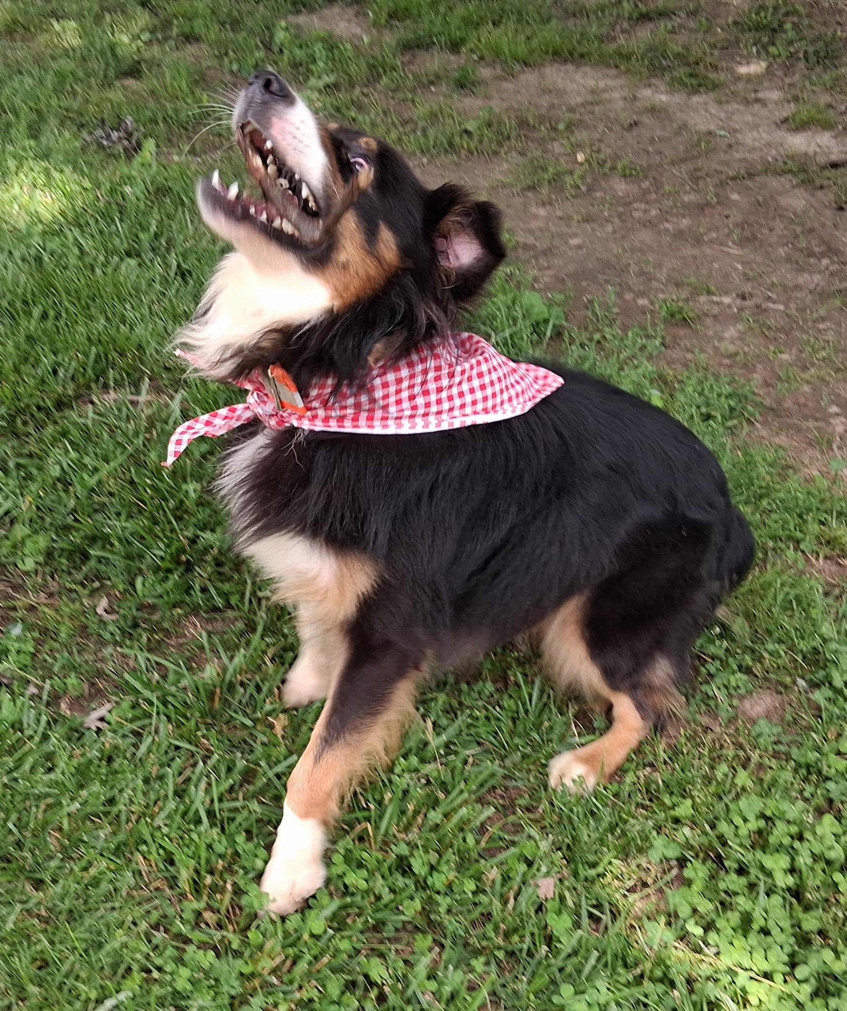 Max, ADOPTABLE, Young Male Australian Shepherd.