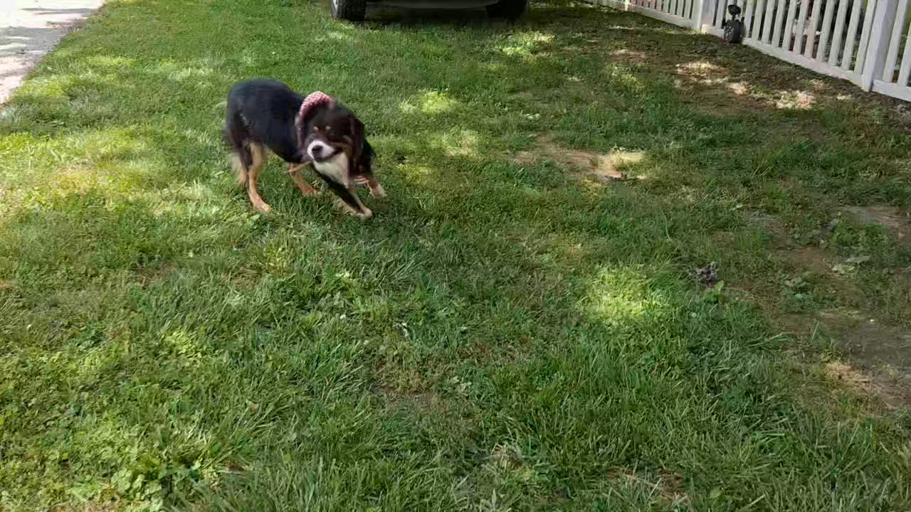 Enlarge Max, a ADOPTABLE Australian Shepherd in Hillsboro, MO video 3/3