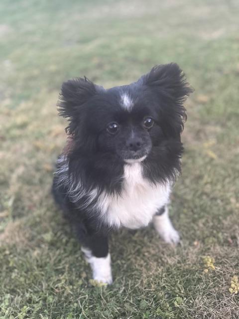 Enlarge Fred (Sweetest Little Dog), a ADOPTABLE mixed breed in Newfoundland, PA image 2/6