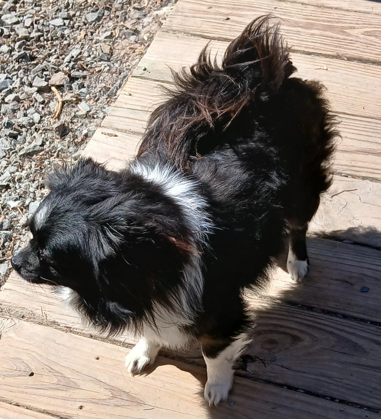 Enlarge Fred (Sweetest Little Dog), a ADOPTABLE mixed breed in Newfoundland, PA image 6/6