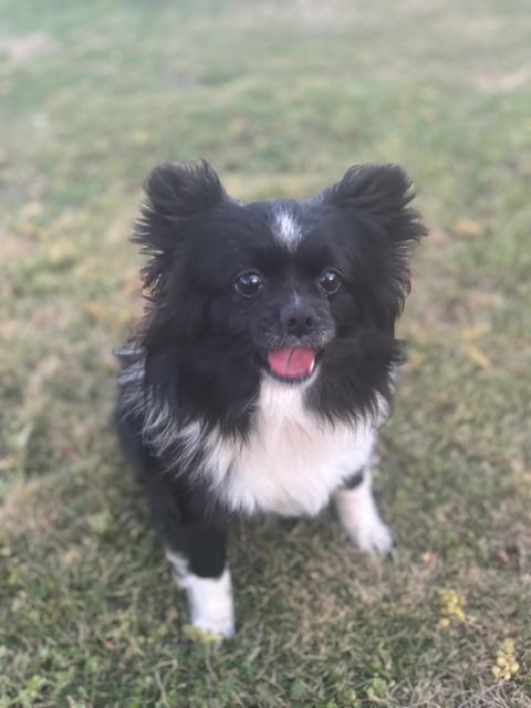 Enlarge Fred (Sweetest Little Dog), a ADOPTABLE mixed breed in Newfoundland, PA image 4/6