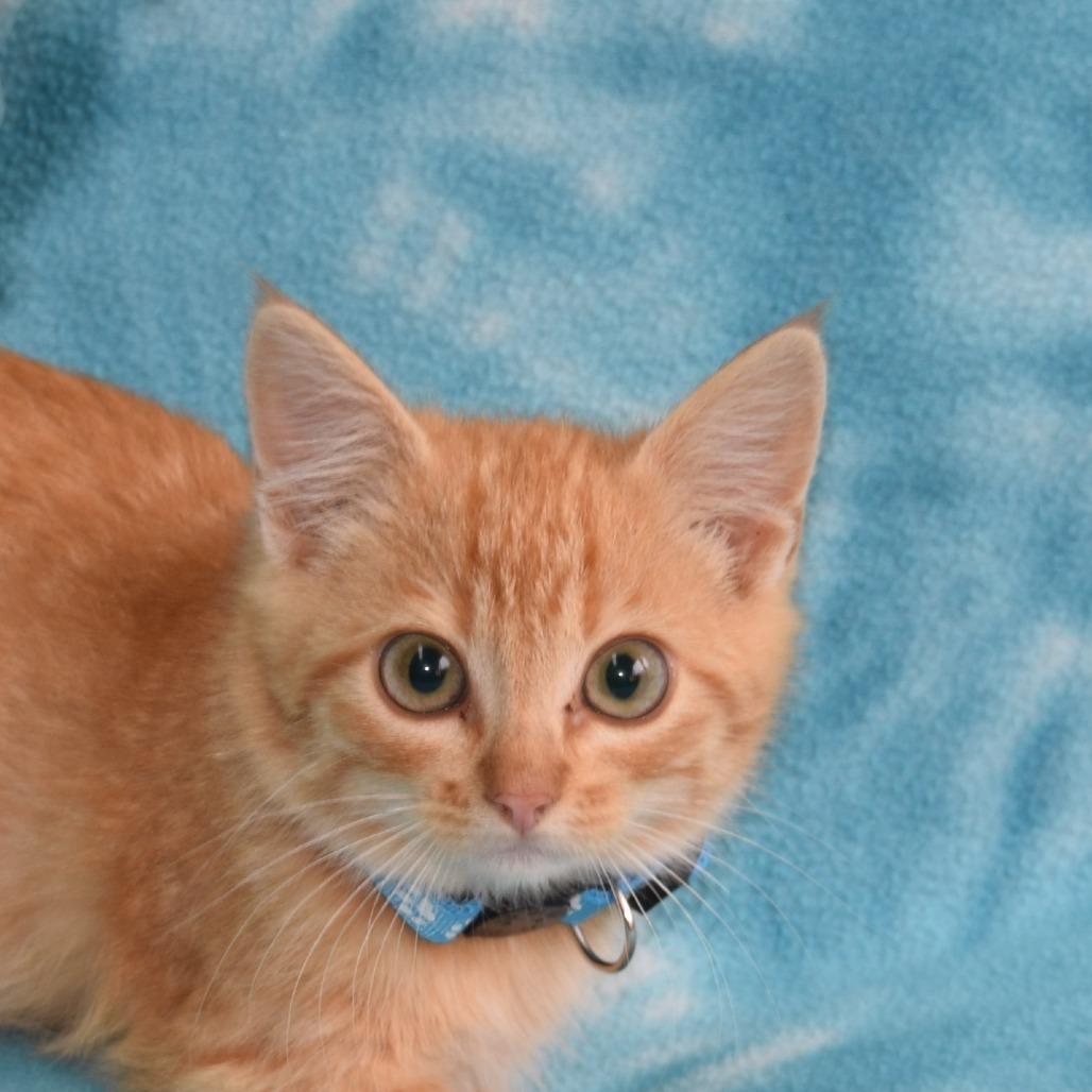 Barnaby, Adoptable, Kitten Male Domestic Short Hair.