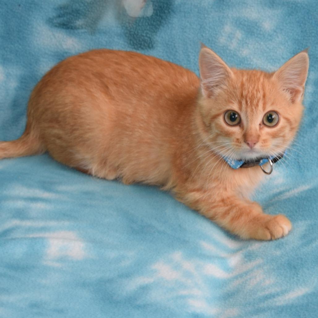 Enlarge Barnaby, a Adoptable Domestic Short Hair in Eureka, CA image 2/3