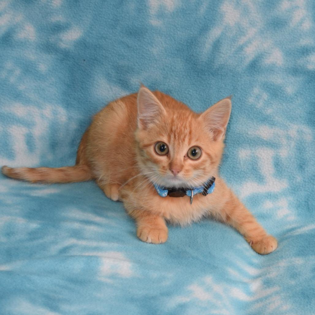 Enlarge Barnaby, a Adoptable Domestic Short Hair in Eureka, CA image 3/3