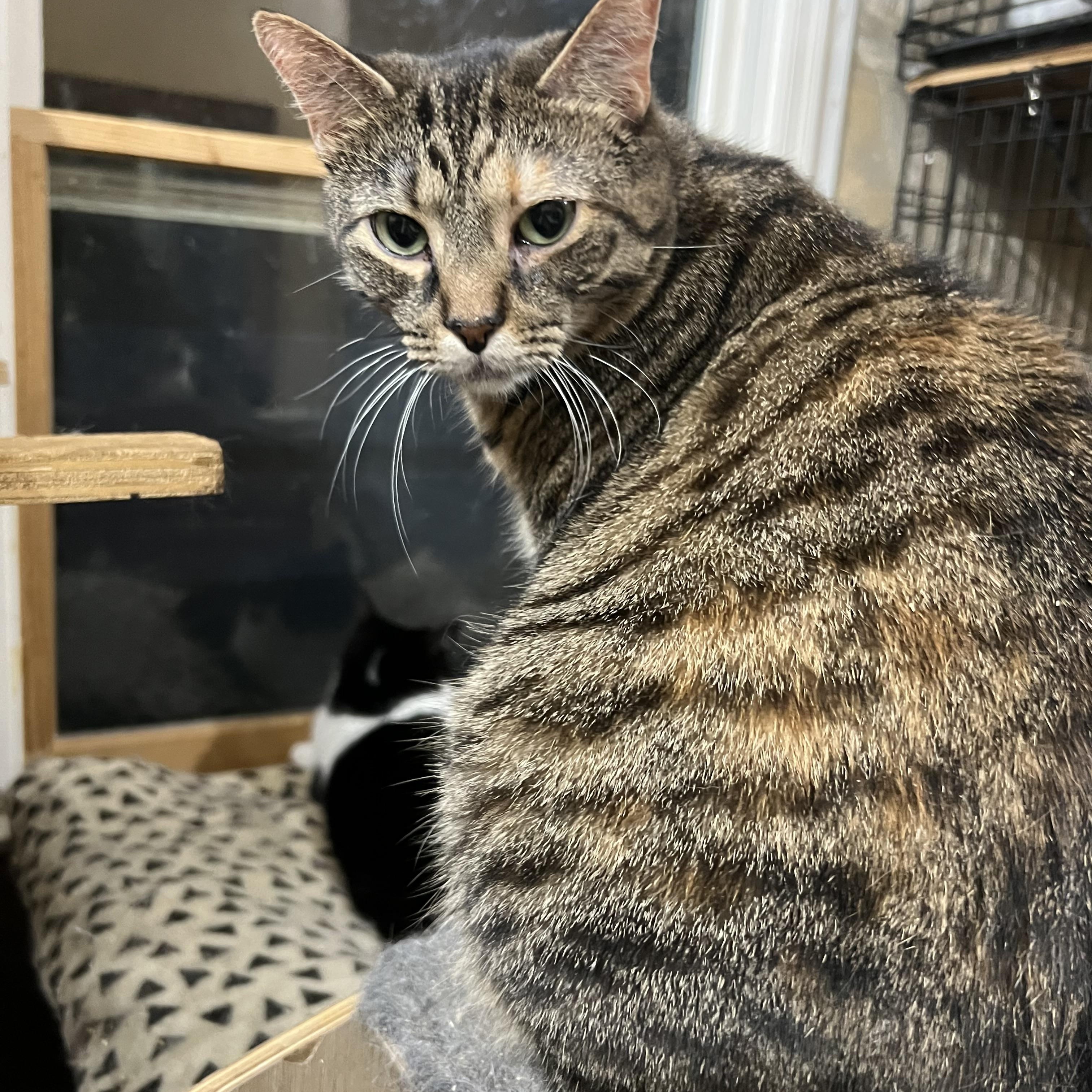 Enlarge Druscilla, a Adoptable Domestic Short Hair in Syosset, NY image 2/4