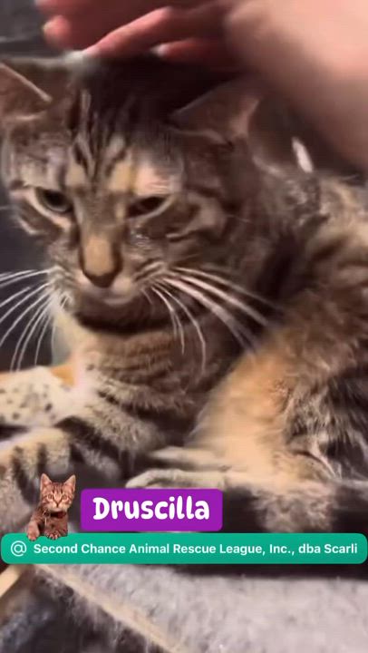 Enlarge Druscilla, a Adoptable Domestic Short Hair in Syosset, NY video 4/4
