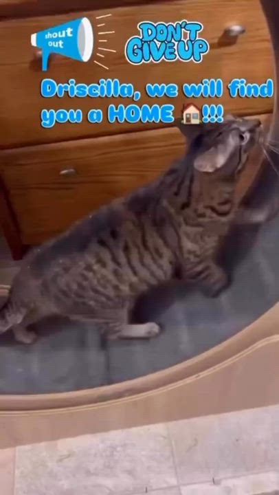 Enlarge Druscilla, a Adoptable Domestic Short Hair in Syosset, NY video 4/4