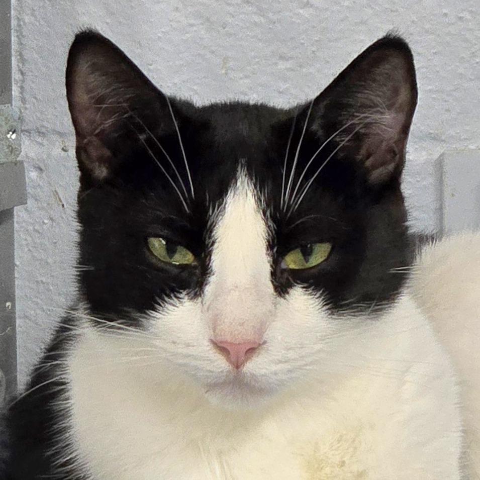 Connor, a Adoptable Domestic Short Hair in Lexington, SC image 1/3