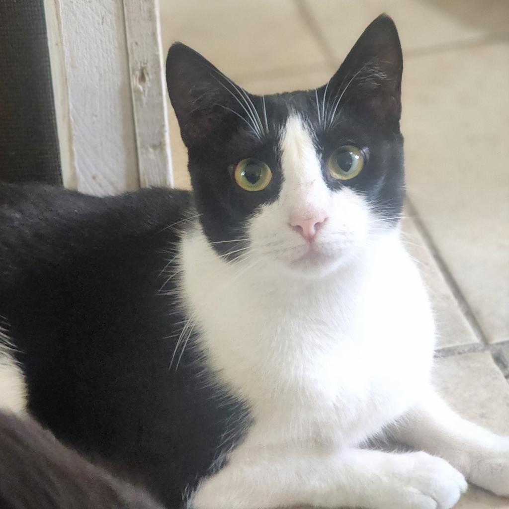 Enlarge Connor, a Adoptable Domestic Short Hair in Lexington, SC image 2/2