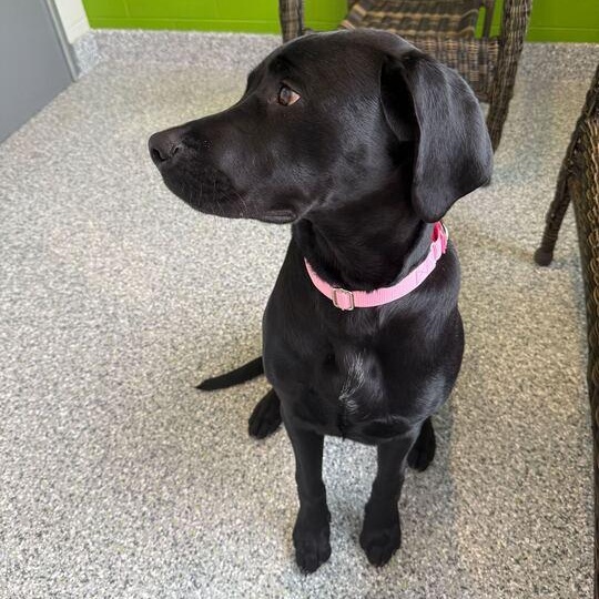 Enlarge Gunnie, an adoptable mixed breed in Jackson, MI image 6/6